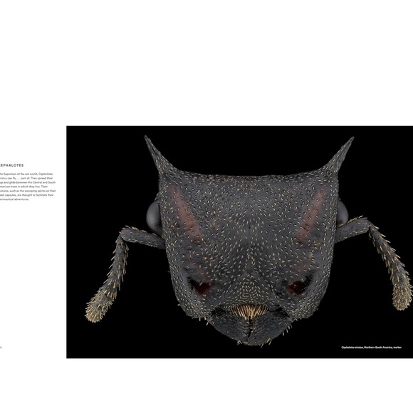 ANTS ~ Workers of the World ~ Hardcover Coffee Table Book ~ Illustrated - Picture 8 of 10